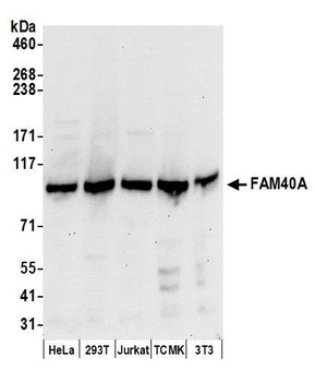 Rabbit FAM40A Antibody