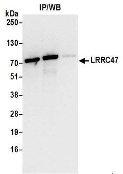 Rabbit LRRC47 Antibody