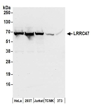 Rabbit LRRC47 Antibody