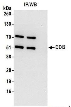 Rabbit DDI2 Antibody