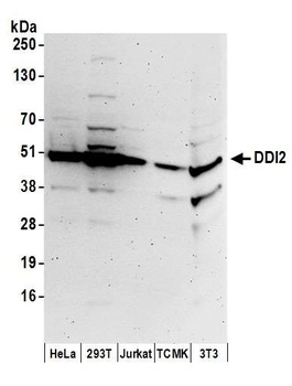 Rabbit DDI2 Antibody
