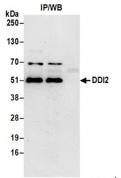Rabbit DDI2 Antibody