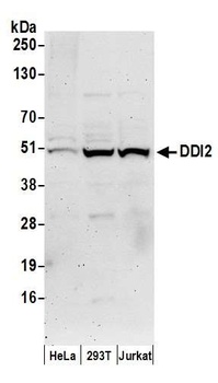 Rabbit DDI2 Antibody