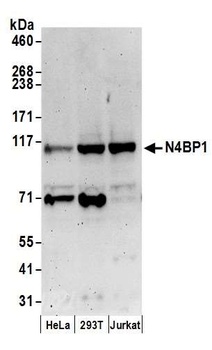 Rabbit anti-N4BP1 Antibody