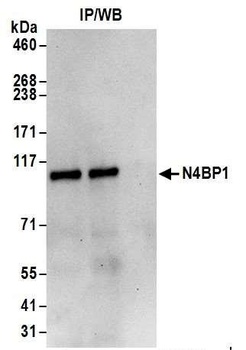 Rabbit anti-N4BP1 Antibody