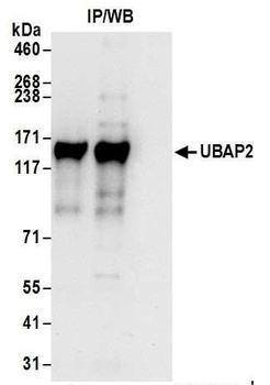 Rabbit anti-UBAP2 Antibody