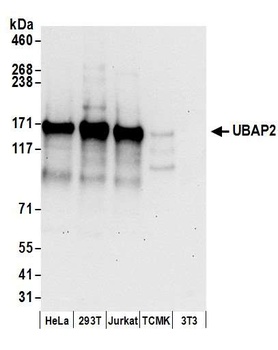 Rabbit anti-UBAP2 Antibody