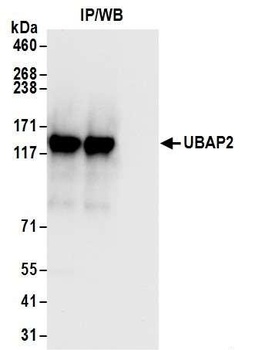 Rabbit anti-UBAP2 Antibody