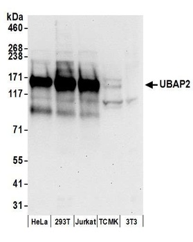 Rabbit anti-UBAP2 Antibody