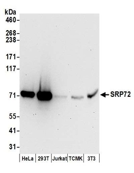 Rabbit SRP72 Antibody