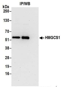 Rabbit anti-HMGCS1 Antibody