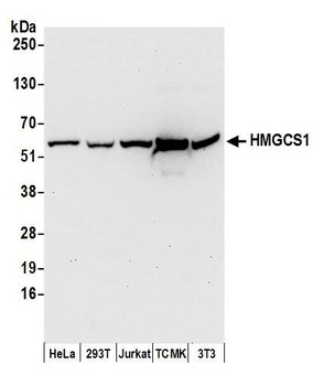 Rabbit anti-HMGCS1 Antibody