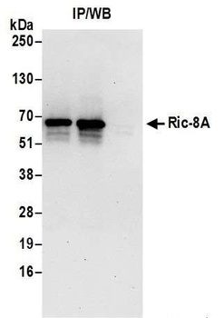 Rabbit Ric-8A Antibody