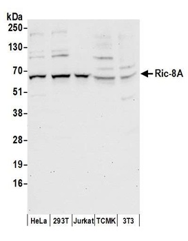 Rabbit Ric-8A Antibody