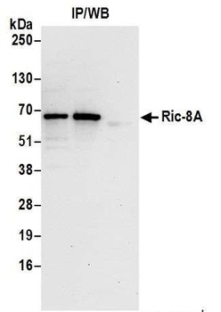 Rabbit Ric-8A Antibody