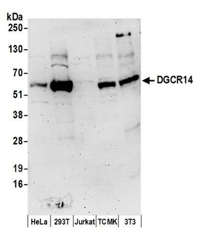 Rabbit DGCR14 Antibody