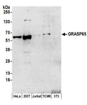Rabbit GRASP65 Antibody