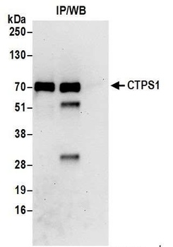 Rabbit CTPS1 Antibody