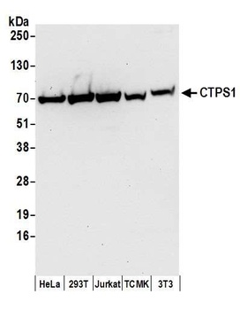 Rabbit CTPS1 Antibody