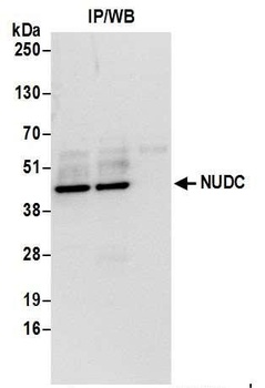 Rabbit NUDC Antibody