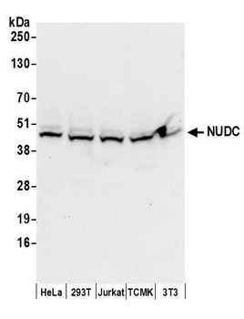 Rabbit NUDC Antibody