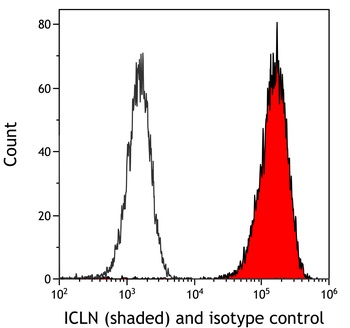 Rabbit ICLN Antibody