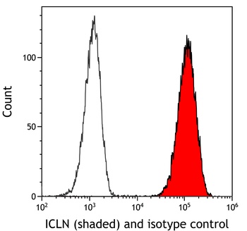 Rabbit ICLN Antibody