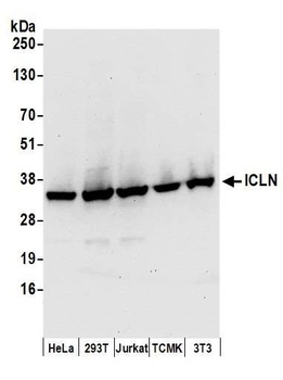 Rabbit ICLN Antibody