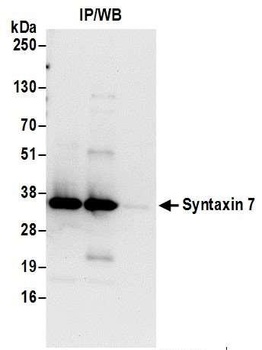 Rabbit Syntaxin 7 Antibody