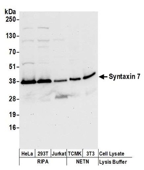 Rabbit Syntaxin 7 Antibody