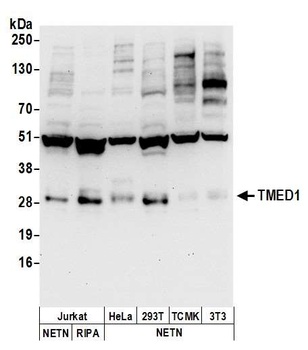 Rabbit TMED1 Antibody