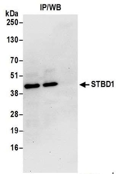Rabbit STBD1 Antibody