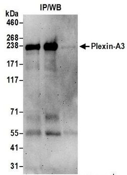 Rabbit Plexin-A3 Antibody