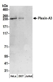 Rabbit Plexin-A3 Antibody