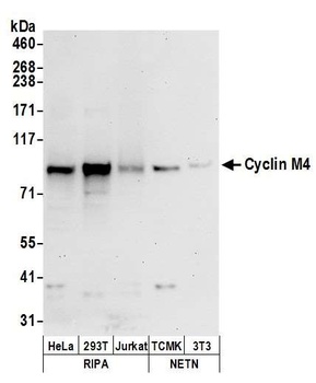 Rabbit Cyclin M4 Antibody