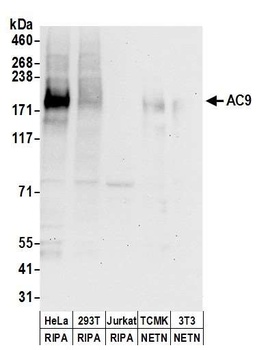 Rabbit AC9 Antibody