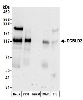 Rabbit DCBLD2 Antibody