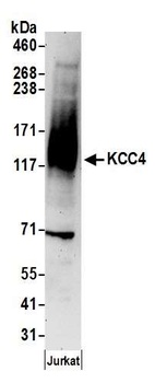 Rabbit KCC4 Antibody