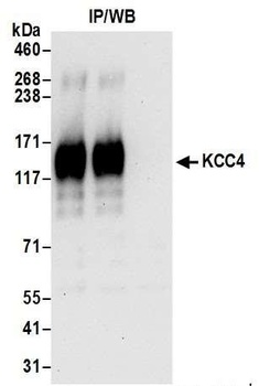 Rabbit KCC4 Antibody