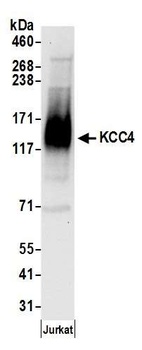 Rabbit KCC4 Antibody