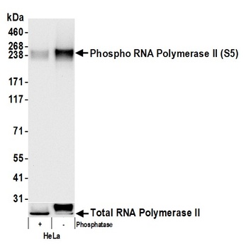 Rabbit anti-RNA Polymerase II, Phospho (S5) Antibody