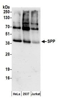 Rabbit SPP Antibody
