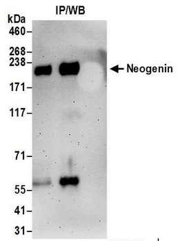 Rabbit Neogenin Antibody