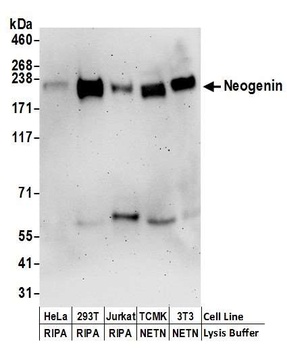 Rabbit Neogenin Antibody