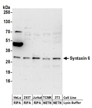 Rabbit Syntaxin 6 Antibody
