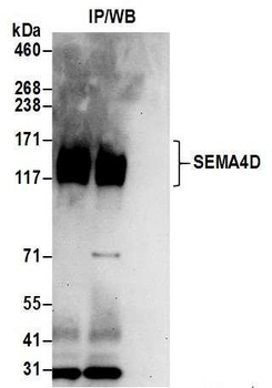 Rabbit SEMA4D Antibody