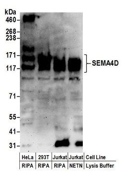 Rabbit SEMA4D Antibody