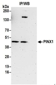 Rabbit PINX1 Antibody