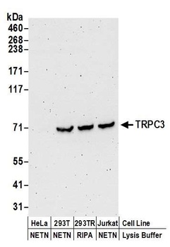 Rabbit TRPC3 Antibody