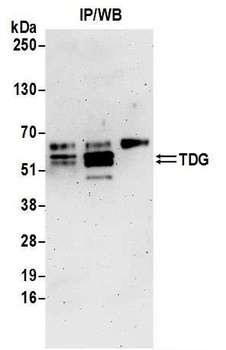 Rabbit TDG Antibody